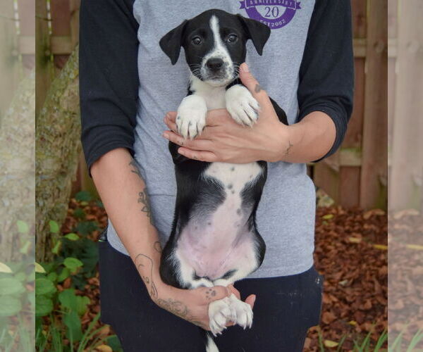 Medium Photo #4 Australian Shepherd-Unknown Mix Puppy For Sale in Huntley, IL, USA