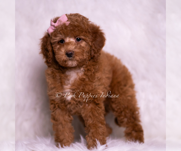 Medium Photo #1 Goldendoodle (Miniature) Puppy For Sale in WARSAW, IN, USA