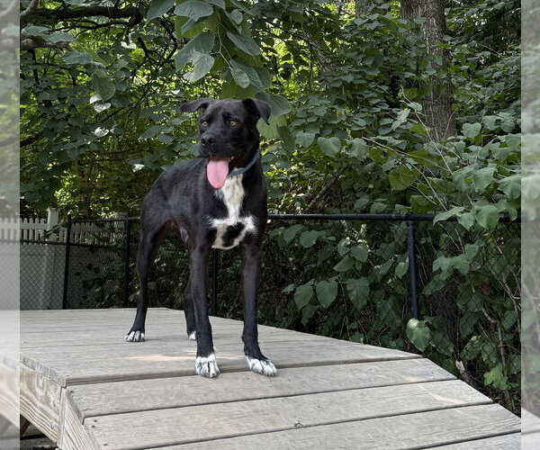 Medium Photo #12 Mutt Puppy For Sale in Elmsford, NY, USA