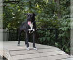 Small #11 Mutt