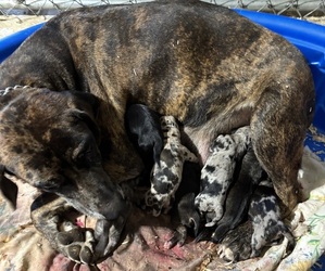 Catahoula Leopard Dog Puppy for sale in BOWLING GREEN, MO, USA