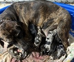 Small Catahoula Leopard Dog