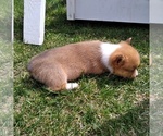 Small Photo #5 Pembroke Welsh Corgi Puppy For Sale in MANTON, MI, USA