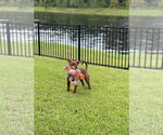 Small #5 American Pit Bull Terrier Mix