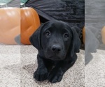Puppy Puppy 1 Labrador Retriever