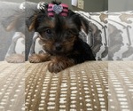 Small Photo #3 Yorkshire Terrier Puppy For Sale in RICHMOND, IL, USA