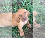 Small #2 Bloodhound