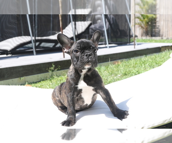 Medium Photo #1 French Bulldog Puppy For Sale in HOLLYWOOD, FL, USA