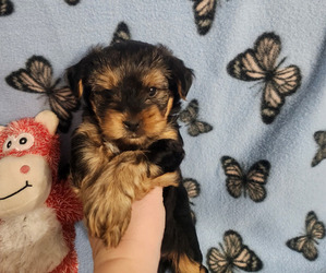 Yorkshire Terrier Puppy for sale in DEWITT, MI, USA