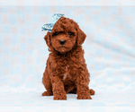 Small #4 Cavapoo-Poodle (Toy) Mix