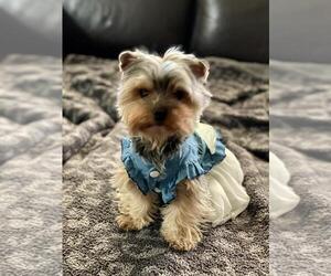 Yorkshire Terrier Puppy for sale in PALO ALTO, CA, USA