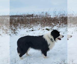 Father of the Border Collie puppies born on 12/29/2024