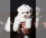 Small Photo #3 Maltese Puppy For Sale in WOODSTOCK, CT, USA