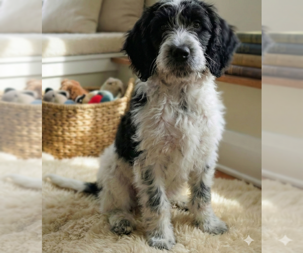 Medium Photo #3 Beagle-Poodle (Standard) Mix Puppy For Sale in Grovertown, IN, USA