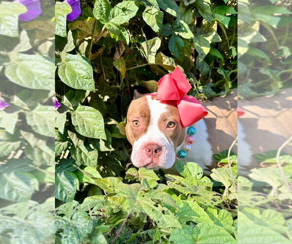 Medium Photo #2 American Pit Bull Terrier-Unknown Mix Puppy For Sale in Redlands, CA, USA