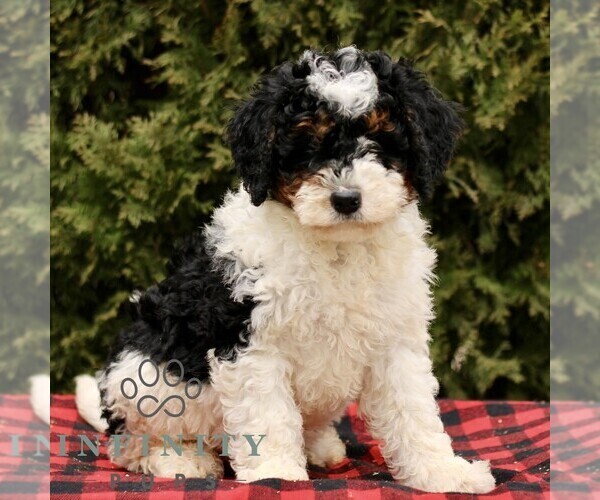 Medium Photo #1 Bernedoodle (Miniature) Puppy For Sale in LEOLA, PA, USA