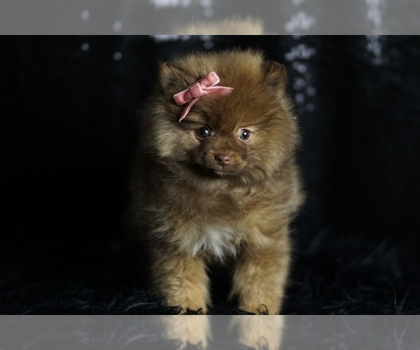 Medium Photo #93 Pomeranian Puppy For Sale in WARSAW, IN, USA