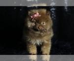Small Photo #93 Pomeranian Puppy For Sale in WARSAW, IN, USA