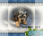 Small Photo #2 Yorkshire Terrier Puppy For Sale in SCOTTSVILLE, KY, USA