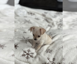 ShiChi Puppy for sale in WINSTON-SALEM, NC, USA