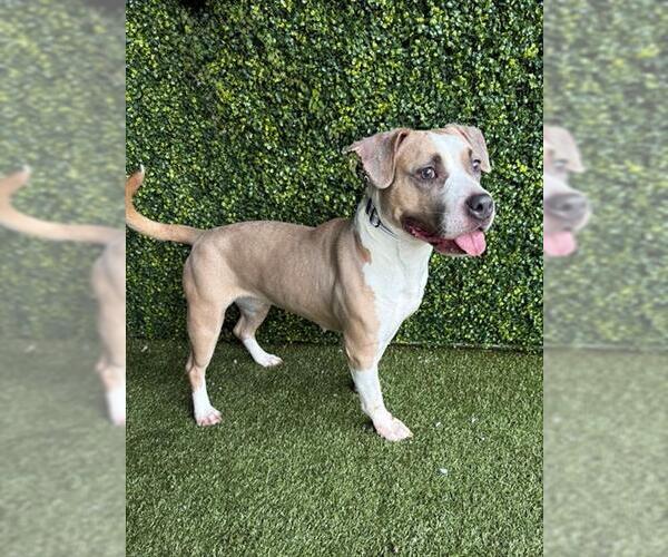 Medium Photo #1 Staffordshire Bull Terrier-Unknown Mix Puppy For Sale in Naples, FL, USA