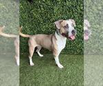 Small Staffordshire Bull Terrier Mix