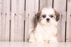 Small Havanese