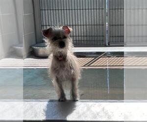 Cairn Terrier Dogs for adoption in Burbank, CA, USA