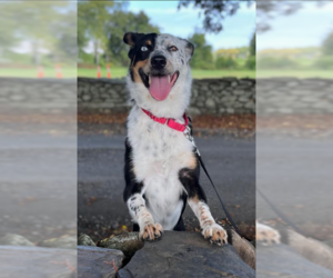 Paisley in RI - Female Australian Shepherd-Unknown Mix Dog for Adoption - Photo #2