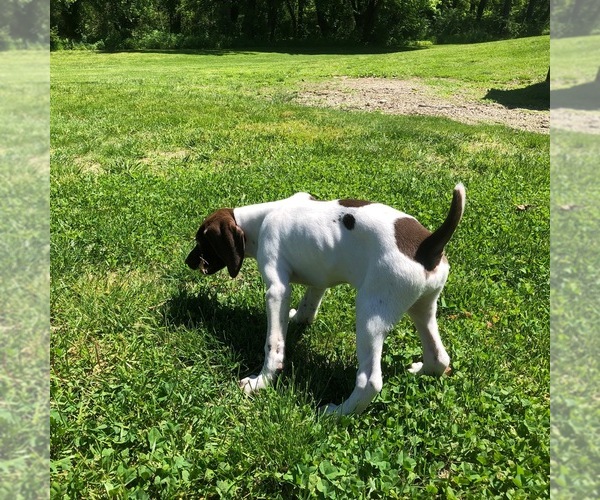 Medium Photo #7 German Shorthaired Pointer Puppy For Sale in WOODSTOCK, CT, USA