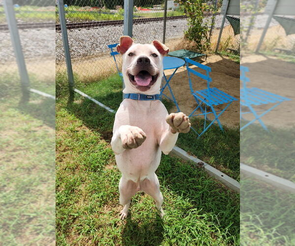 Medium Photo #6 American Pit Bull Terrier Puppy For Sale in Evansville, IN, USA