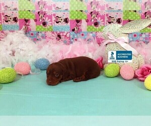 Dachshund Puppy for sale in WINNSBORO, LA, USA