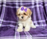 Small #2 Lhasa Apso