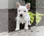 Small #2 West Highland White Terrier