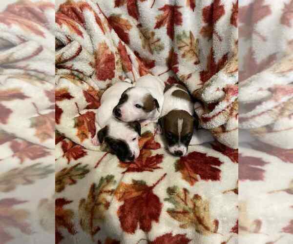 Medium Photo #1 Jack Russell Terrier Puppy For Sale in LINCOLN, IL, USA