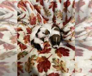 Medium Jack Russell Terrier