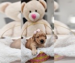 Small Photo #8 Golden Retriever Puppy For Sale in ORLANDO, FL, USA