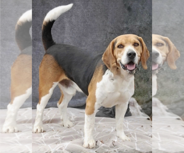 Medium Photo #2 Beagle Puppy For Sale in Tampa, FL, USA
