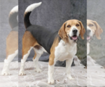Small #1 Beagle