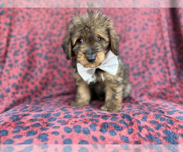 Medium Photo #2 Aussiedoodle Miniature  Puppy For Sale in LAKELAND, FL, USA