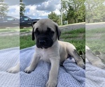 Small Photo #1 Mastiff Puppy For Sale in WATERVILLE, MN, USA
