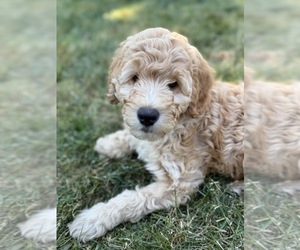 Goldendoodle Litter for sale in CORVALLIS, OR, USA