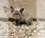 Small #1 French Bulldog