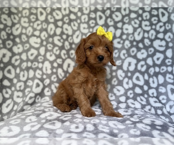 Medium Photo #5 Cavapoo (Miniature) Puppy For Sale in LAKELAND, FL, USA