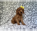 Small #4 Cavapoo (Miniature)