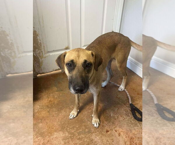 Medium Photo #1 Black Mouth Cur-Labrador Retriever Mix Puppy For Sale in Bolivar, MO, USA