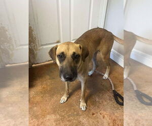 Black Mouth Cur-Labrador Retriever Mix Dogs for adoption in Bolivar, MO, USA