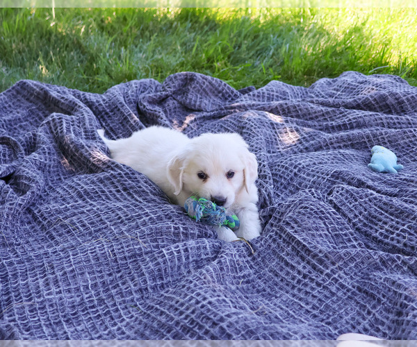 Medium Photo #3 English Cream Golden Retriever Puppy For Sale in SYRACUSE, IN, USA