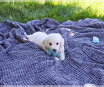 Small #2 English Cream Golden Retriever