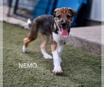 Small #6 Mutt